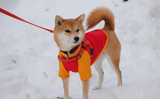 国际米兰收割法国,梅西成为关键先生